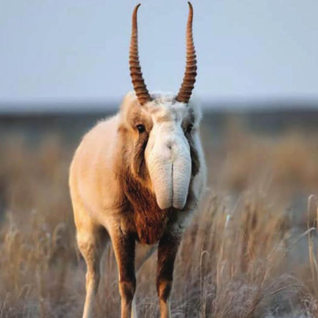 Saiga Antelope